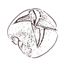 Pasqualino Pasqualino il mio lievito madre